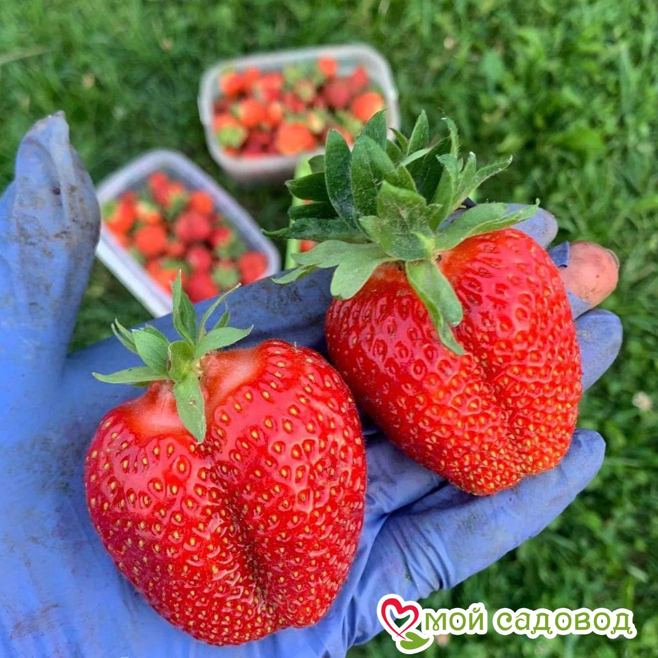 Клубника ремонтантная (крупноплодная) Свит Мери