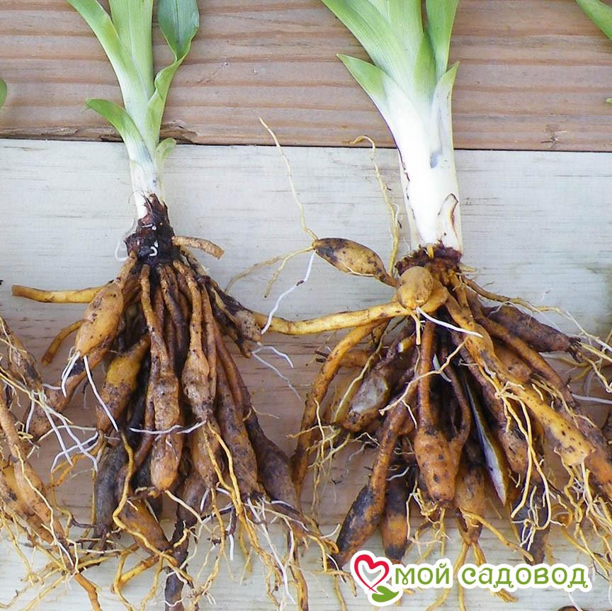 Лилейник Шторм Грэй