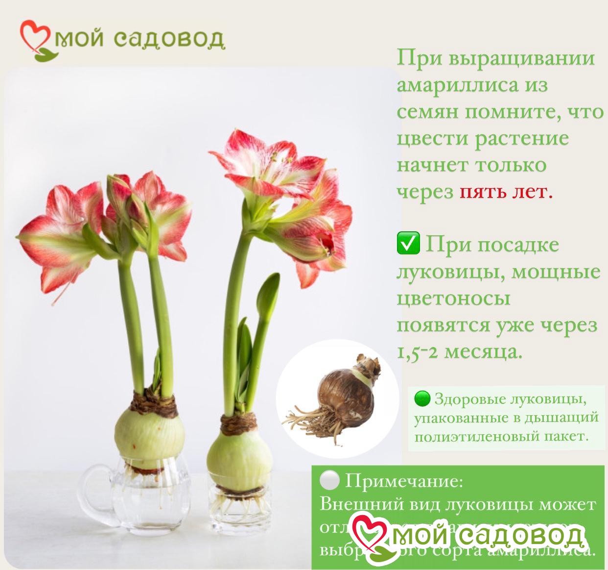 Амариллис тропический гигант